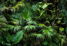 Manufakturer -  Tapeta Green jungle  samolepiaca