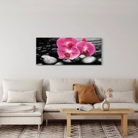 Obraz - Ružové orchidey (120x50 cm)