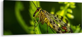 Obraz hmyzu (120x50 cm)