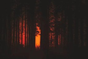 Fotografia Forest Fire, Milamai, (40 x 26.7 cm)