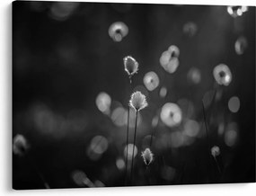 Obraz - Cottongrass na lúke (70x50 cm)