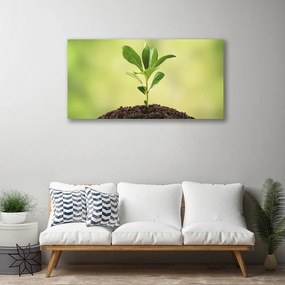 Obraz na plátne Pôda rastlina rast 100x50 cm
