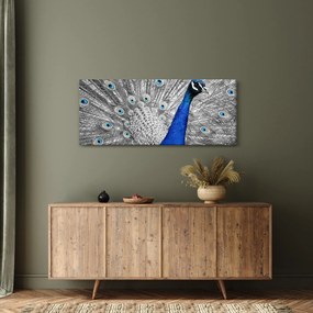 Obraz - modrý páv (120x50 cm)