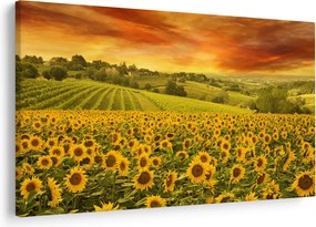 Obraz - Slnečnicové pole (90x60 cm)