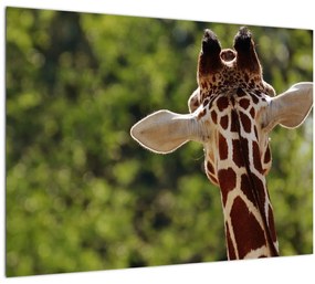 Sklenený obraz žirafy zozadu (70x50 cm)