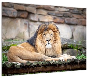 Sklenený obraz leva (70x50 cm)