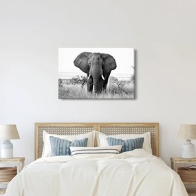 Obraz - Slon africký II. (90x60 cm)