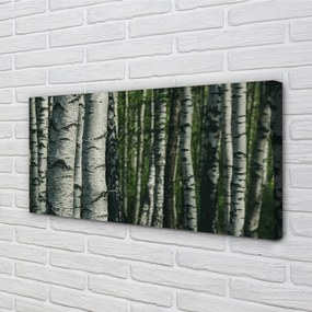 Obraz canvas brezového lesa 125x50 cm