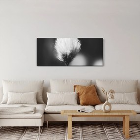 Obraz - Čiernobiely cottongrass (120x50 cm)