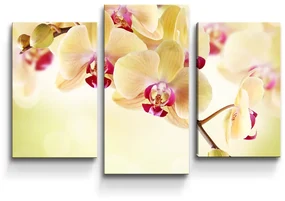 Sablio Obraz - 3-dílný Orchidea 2 - 75x50 cm