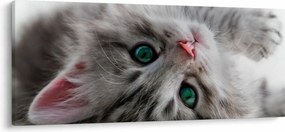 Obraz - Mačka so zelenými očami (120x50 cm)