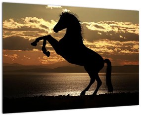 Obraz kone na zadných
