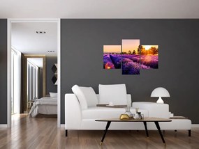 Obraz levanduľového poľa (90x60 cm)