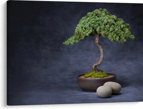 Obraz - Bonsai (70x50 cm)
