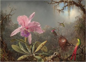Sklenený obraz - Martin Johnson Heade, Cattleya Orchid and Three Hummingbirds, reprodukcia (70x50 cm)
