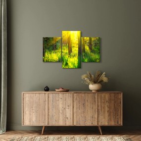 Obraz - Jarné prebúdzanie lesa (90x60 cm)