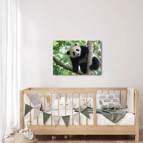 Obraz - Panda na strome (70x50 cm)