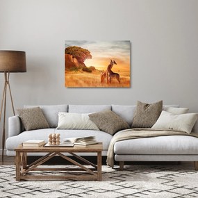 Sklenený obraz - Žirafy v Afrike (70x50 cm)