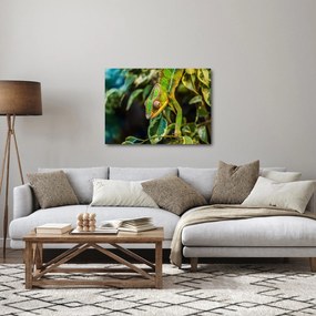 Obraz chameleóna (70x50 cm)