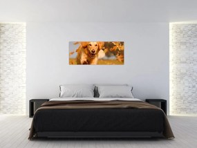 Obraz - Zlatý retriever (120x50 cm)