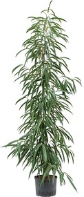 Ficus binnendijkii Alii 25/19 v.150 cm