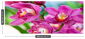 Fototapeta Vliesová Ružové orchidey 152x104 cm