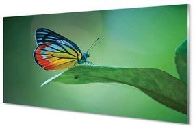 Sklenený obraz Farebný motýľ krídlo 125x50 cm