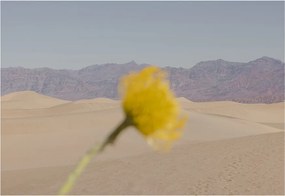 Moikka Plagát Desert Mirage by Nicole Mason 40x50 cm