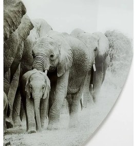 Elephant Walk sklenený obraz sivý Ø120cm
