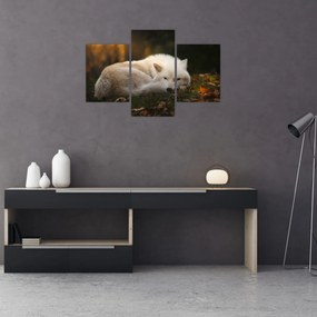 Obraz - Odpočívajúci vlk (90x60 cm)