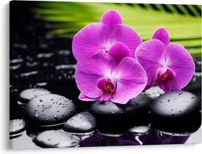 Obraz - Orchidey (70x50 cm)