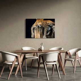 Obraz - Gepard (90x60 cm)