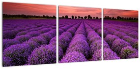 Levanduľové polia - obraz