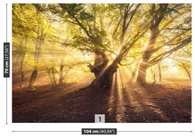 Fototapeta Vliesová Starý strom 250x104 cm