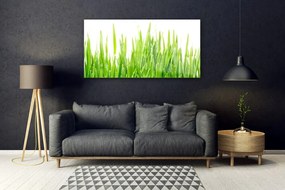 Obraz plexi Tráva rastlina príroda 120x60 cm