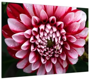 Sklenený obraz ružovej Dahlie (70x50 cm)