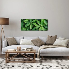 Obraz - Listy s kvapkami rosy (120x50 cm)
