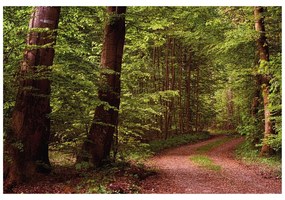 Samolepiaca fototapeta zelený les