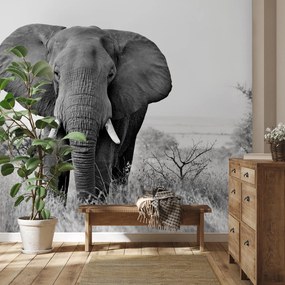 Fototapeta - Slon africký (147x102 cm)