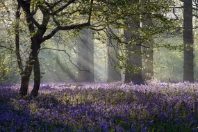 Umelecká fotografie Rays of sunlight enter this Bluebell, stevendocwra, (40 x 26.7 cm)