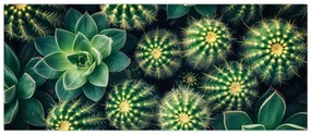 Obraz - Kaktusy (120x50 cm)
