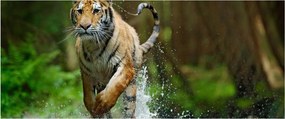 Obraz bežiaceho tigra (120x50 cm)