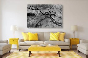 Obraz surrealistické stromy v čiernobielom prevedení - 60x40