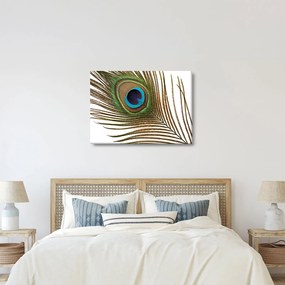 Obraz pávieho peria (70x50 cm)