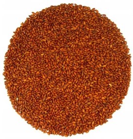 Bestent Žerucha na nakličovanie 5g vzorka