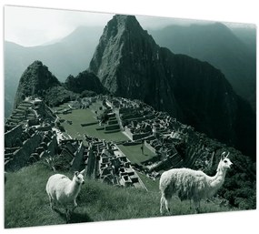 Sklenený obraz - Lamy na Machu Picchu v Peru (70x50 cm)