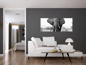 Obraz - Slon africký II. (120x50 cm)