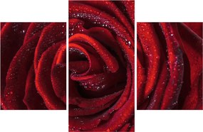 Obraz - Červená ruža s kvapkami rosy (90x60 cm)
