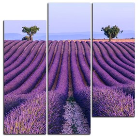 Obraz na plátne - Levanduľové pole v lete - štvorec 3234D (105x105 cm)
