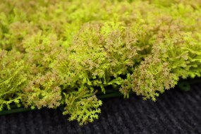 Umelý rastlinný panel KATE MOSS 50 x 50 cm - Panel 50x50 Europe Grass